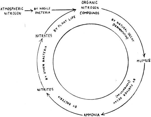 Fig. 6.  THE NITROGEN CYCLE