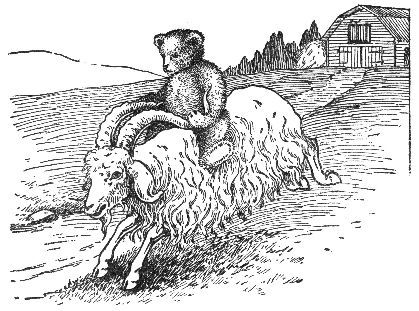 Bear riding a sheep