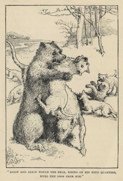 "AGAIN AND AGAIN WOULD THE BEAR, RISING ON HIS HIND QUARTERS, HURL THE DOGS FROM HIM."