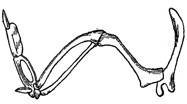 Anatomy of a Bird’s Wing