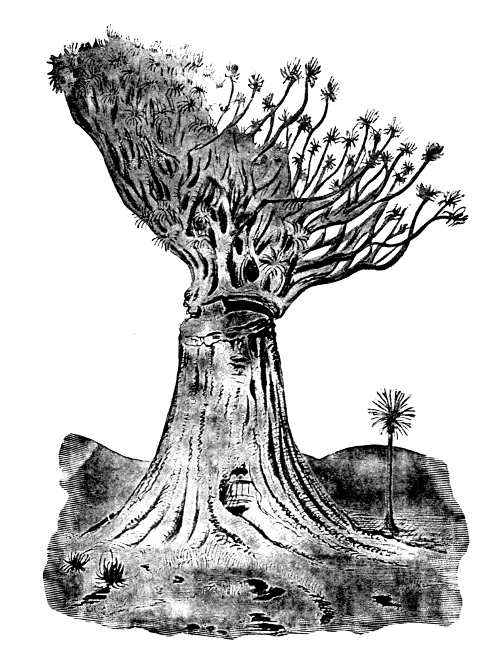 The Dragon-tree of the villa Orotava.