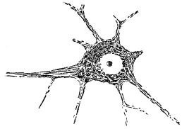Fig. 1.—Multipolar Cell Body.