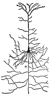 Fig. 2—Pyramidal Cell Body.

a, Nerve fiber with collaterals.