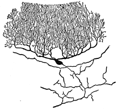 Fig. 3.—Dendrites of a Nerve Cell of the Cerebellum.