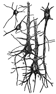 Fig. 4.—Various Types of Cell Bodies.

1 and 2, Giant pyramidal cell bodies; n, nerve fiber.