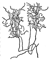 Fig. 6.—Terminal Arborization of Optical Nerve Fibers.