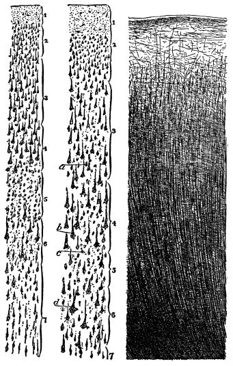 Fig. 11.—Section of the Cerebral Cortex.

Only the cell bodies are stained.
