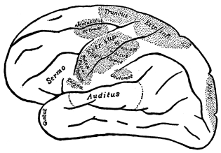 Fig. 13.—Localization of Peripheral Functions in the
Cerebral Cortex.