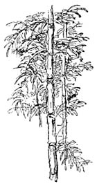Bambusbusch.