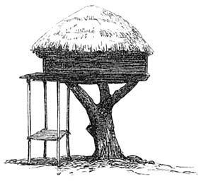 Hütte auf einem Baum.