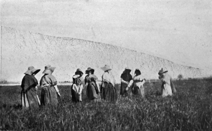 Women Weeding a Wheatfield