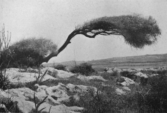 A Wild Olive-Tree