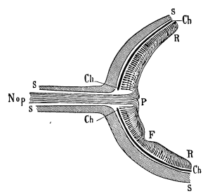 Image unavailable: Fig. 5.—Scheme of retinal fibres, after Küss. Nop. optic nerve;
S, sclerotic; Ch, choroid; R, retina; P, papilla (blind
spot); F, fovea.
