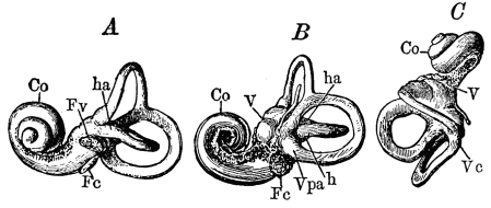 Image unavailable: Fig. 19.—Casts of the bony labyrinth. A, left labyrinth seen
from the outer side; B, right labyrinth from the inner side; C,
left labyrinth from above; Co, cochlea; V, vestibule; Fc,
round foramen; Fv, oval foramen; h, horizontal semicircular
canal; ha, its ampulla; vaa, ampulla of anterior vertical
semicircular canal; vpa, ampulla of posterior vertical
semicircular canal; vc, conjoined portion of the two vertical
canals.
