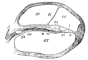 Image unavailable: Fig. 21.—Section of one coil of the cochlea, magnified. SV,
scala vestibuli; R, membrane of Reissner; CC, membranous
cochlea (scala media); lls, limbus laminæ spiralis; t,
tectorial membrane; ST, scala tympani; lso, spiral lamina;
Co, rods of Corti; b, basilar membrane.
