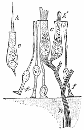 Image unavailable: Fig. 23.—Sensory epithelium from ampulla or semicircular canal,
and saccule. At n a nerve-fibre pierces the wall, and after
branching enters the two hair-cells, c. At h a 'columnar cell'
with a long hair is shown, the nerve-fibre being broken away from
its base. The slender cells at f seem unconnected with nerves.

