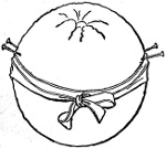 Fig. 529.