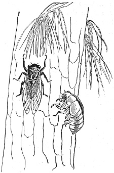 Cicada and Shell.