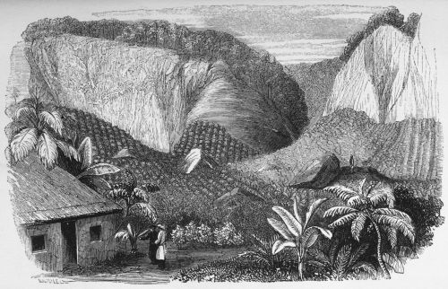 Plate 4.—Konda-galla Estate, near Neura-ellia,
Ceylon.