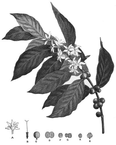 Plate 1.—A
Branch of Coffea Arabica, with Berries and Flowers.