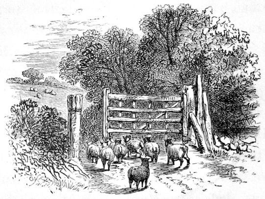 [sheep at gate]