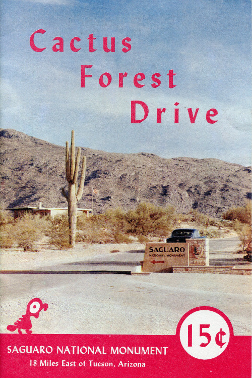 Cactus Forest Drive, Saguaro National Monument