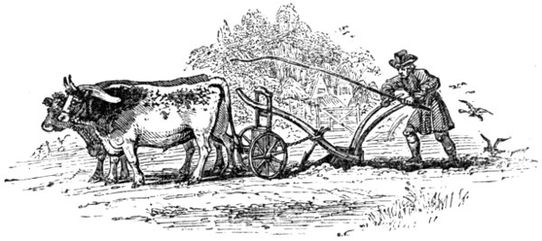 Oxen ploughing