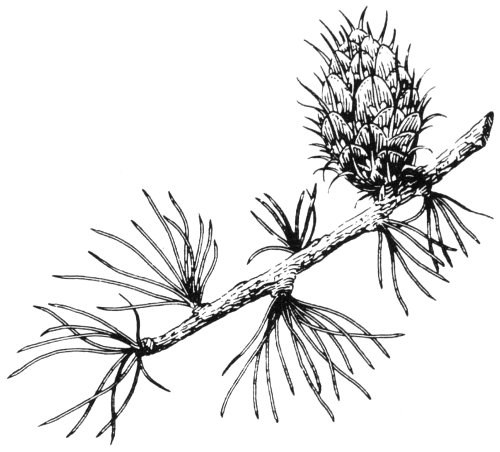 Douglas-fir branch and cones.