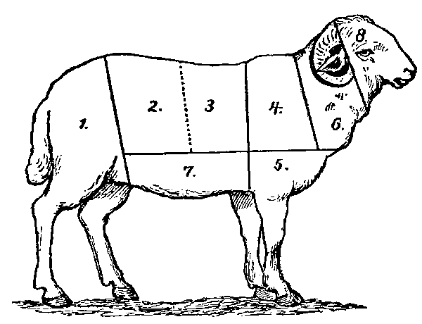 Numbered cuts on a sheep