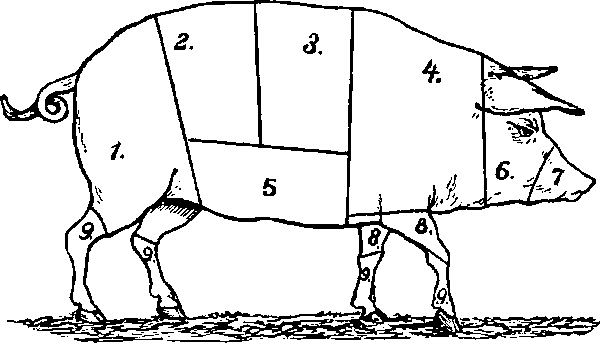 Numbered cuts on a hog
