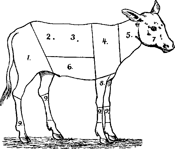 Numbered cuts on a calf