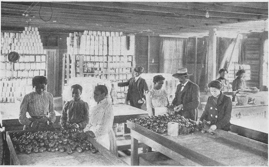 SELECTING FRUIT FOR CANNING