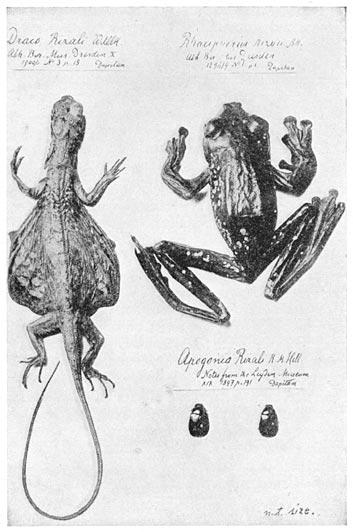 Three new Species discovered by Rizal and named after him.