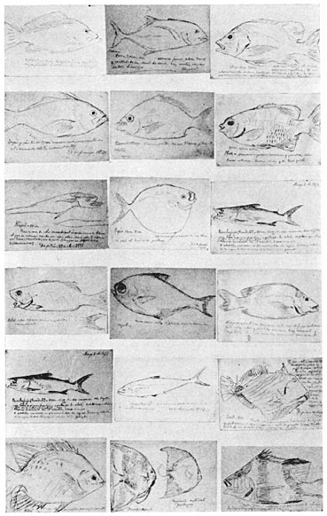 Facsimile of Rizal’s drawings of fishes caught at Dapitan.