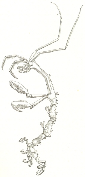 Caprella spinosissima, Norman