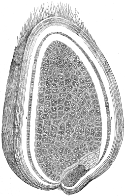 SECTION OF A GRAIN OF WHEAT MAGNIFIED.