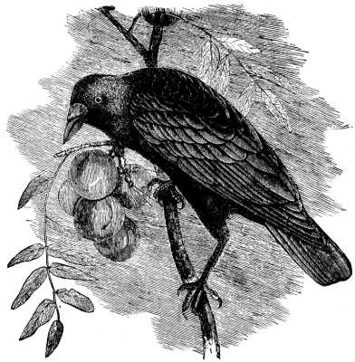 THE AMERICAN CROW.