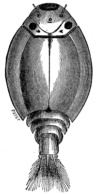 FIG. 1.--LARVA OF MAY FLY. (Magnified 12 times.)