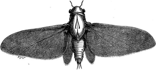 FIG. 2.--MAY-FLY (adult magnified 14 times).