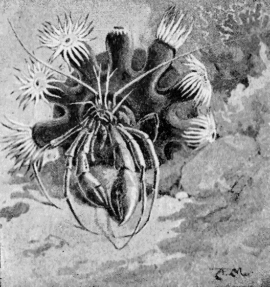 HERMIT CRAB WITH SEA FLOWERS.