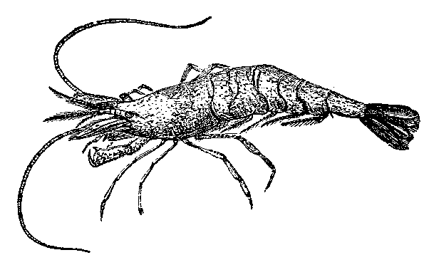 THE SHRIMP.