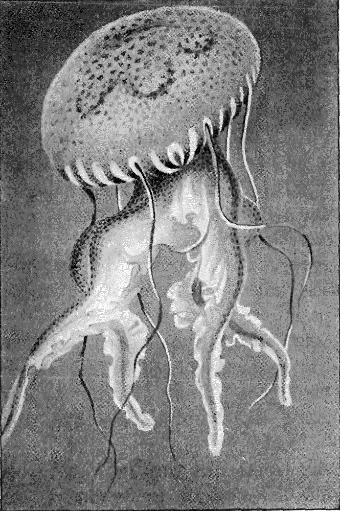 A MEDUSOID.