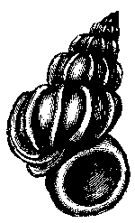 PRECIOUS WENTLETRAP.