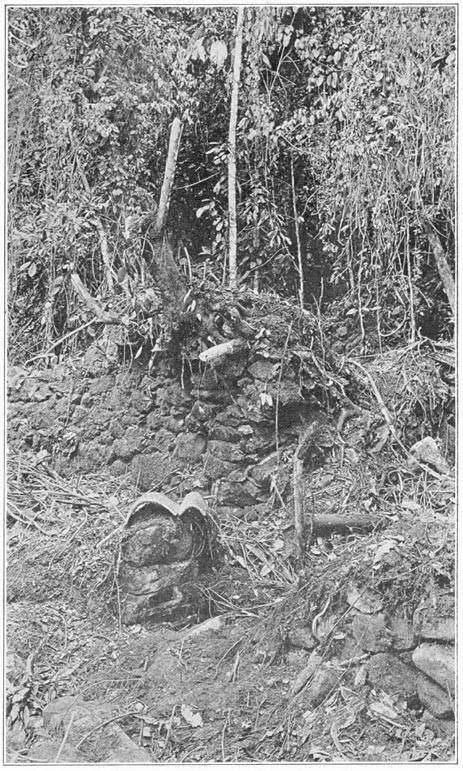 Ruins in the Jungles of Espiritu Pampa