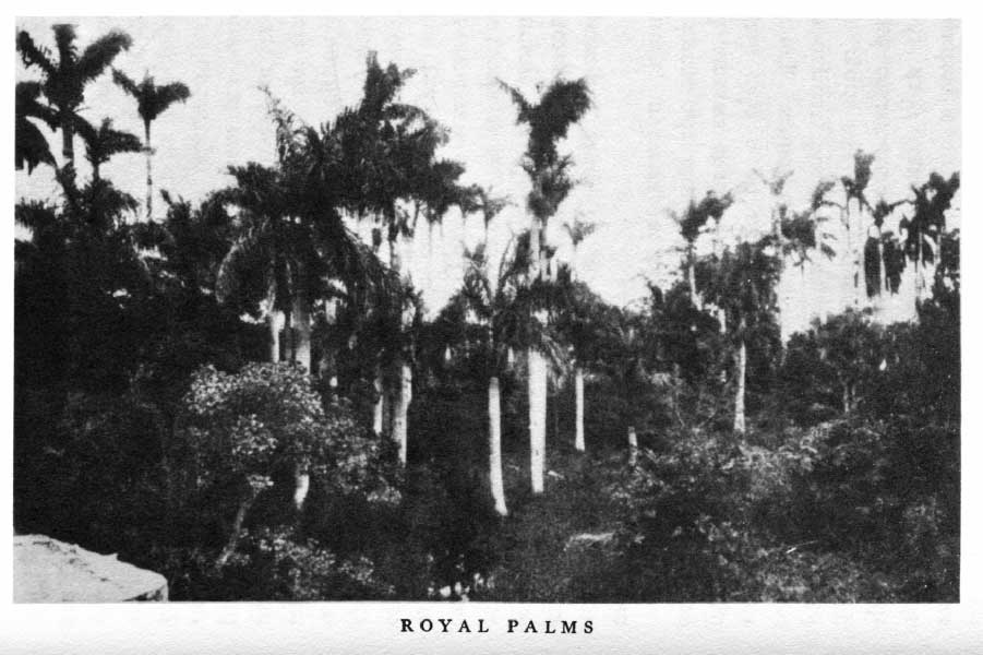 ROYAL PALMS
