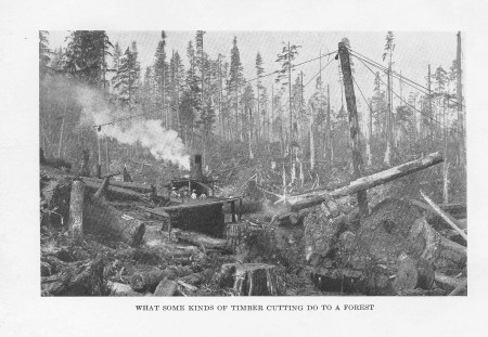 What Some Kinds of Timber Cutting Do to a Forest