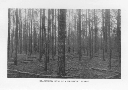 Blackened Ruins of a Fire-swept Forest