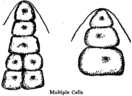Multiple Cells