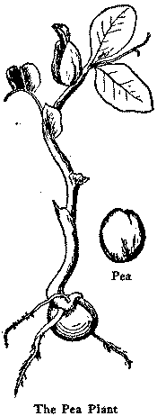 The Pea Plant