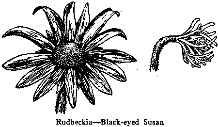 Rudbeckia—Black-eyed Susan